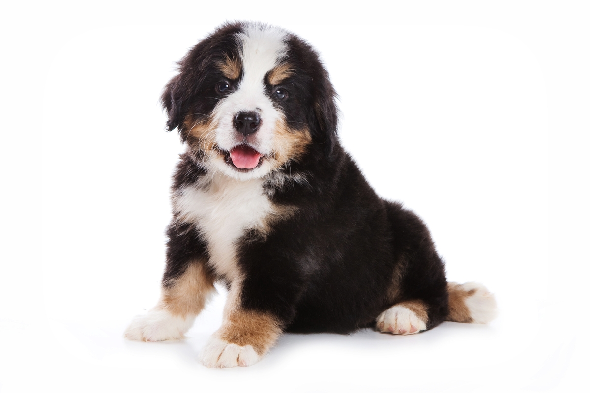 Mini Bernedoodle Breed Photo