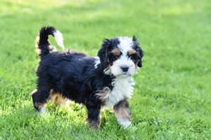 Roxanne and Ronald’s Litter